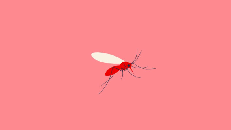 Kala Azar Mosquito